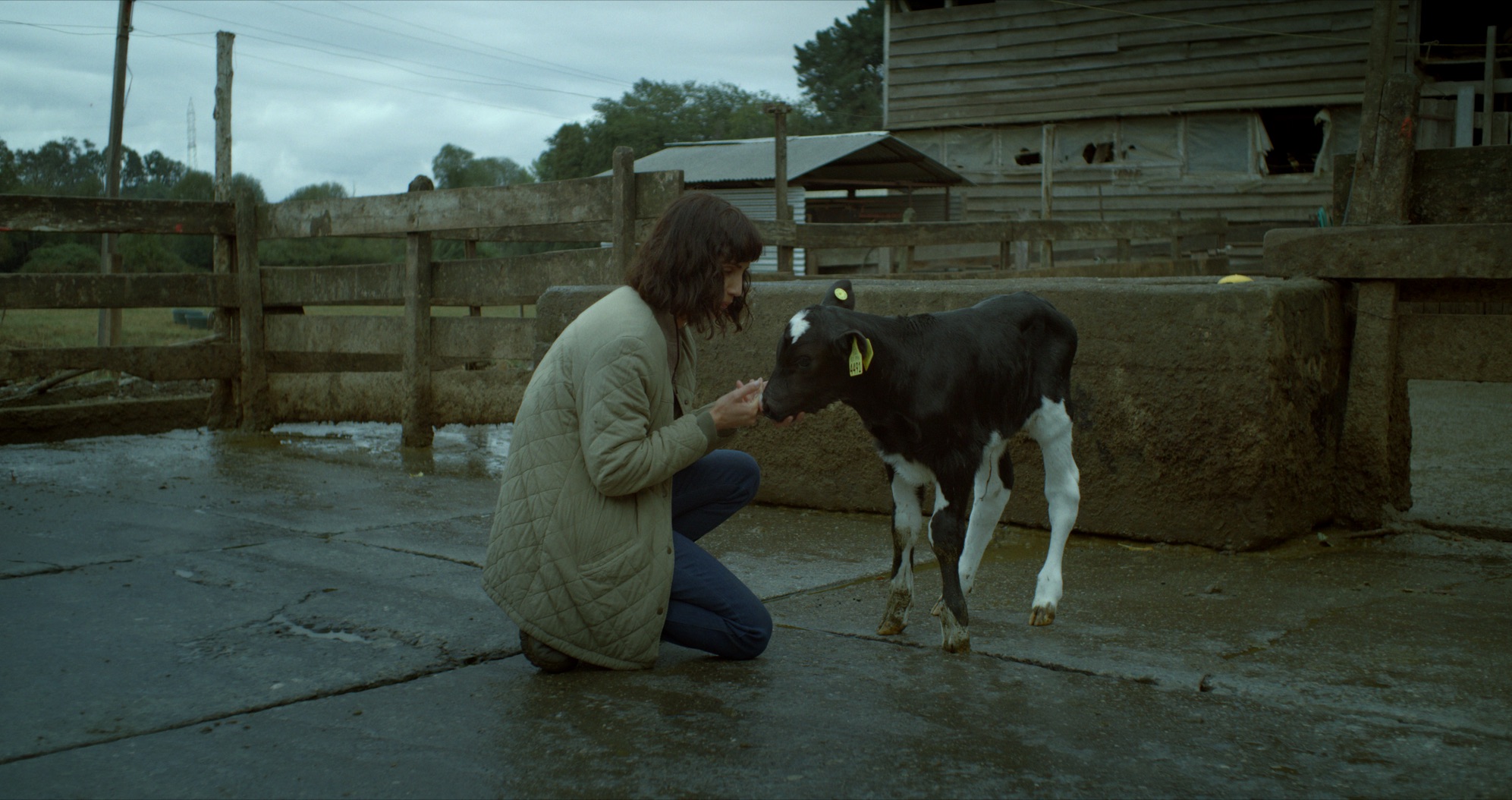 THE COW WHO SANG A SONG INTO THE FUTURE